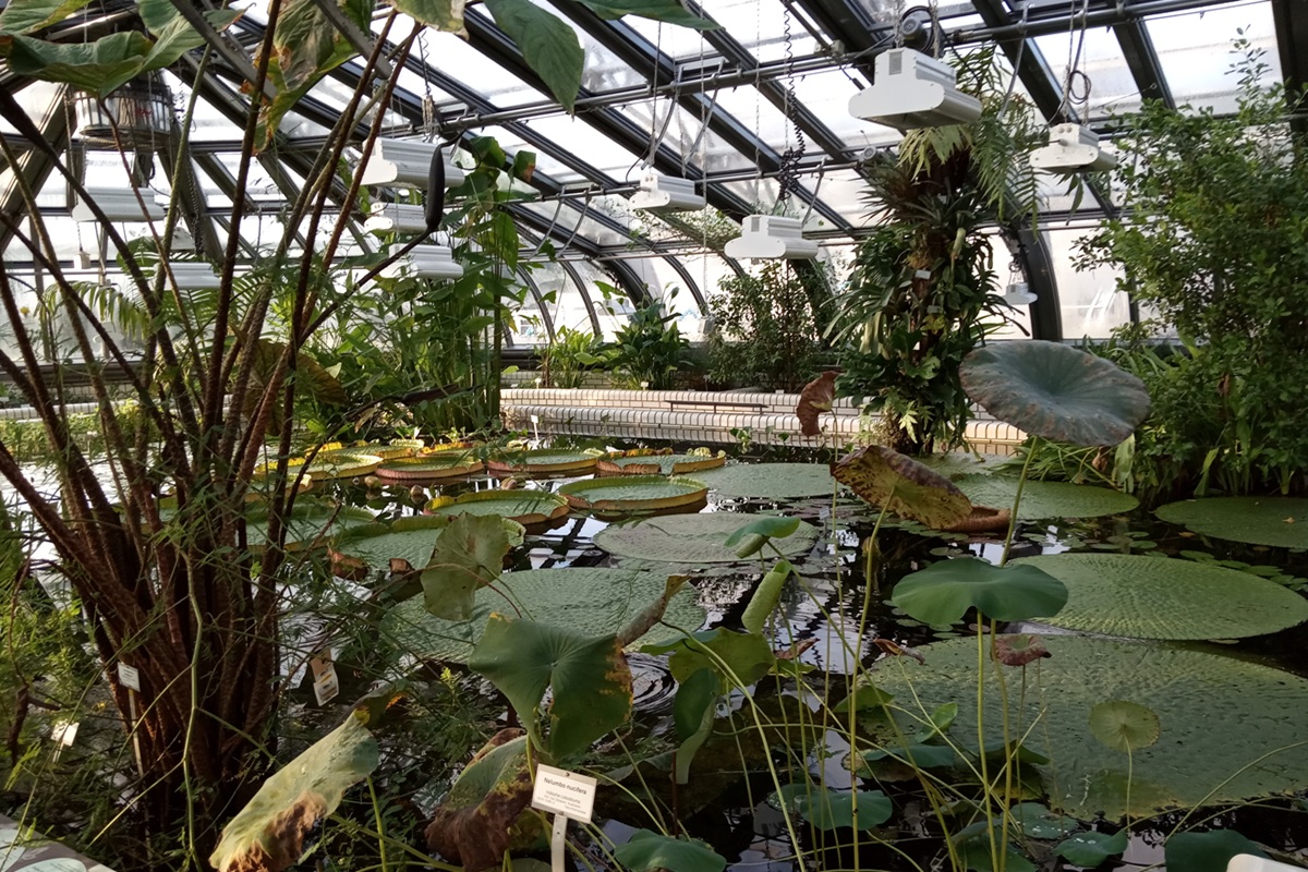 Jardin Botanique de Berlin