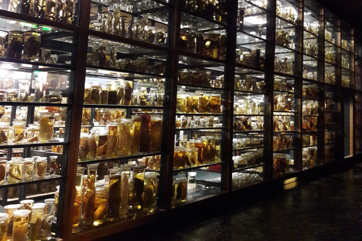 Musée d'histoire naturelle, Berlin Mitte