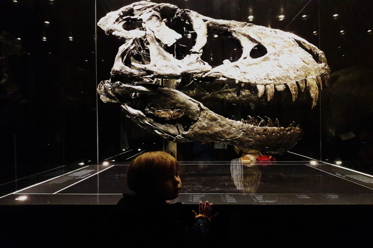 Musée d'histoire naturelle, Berlin Mitte