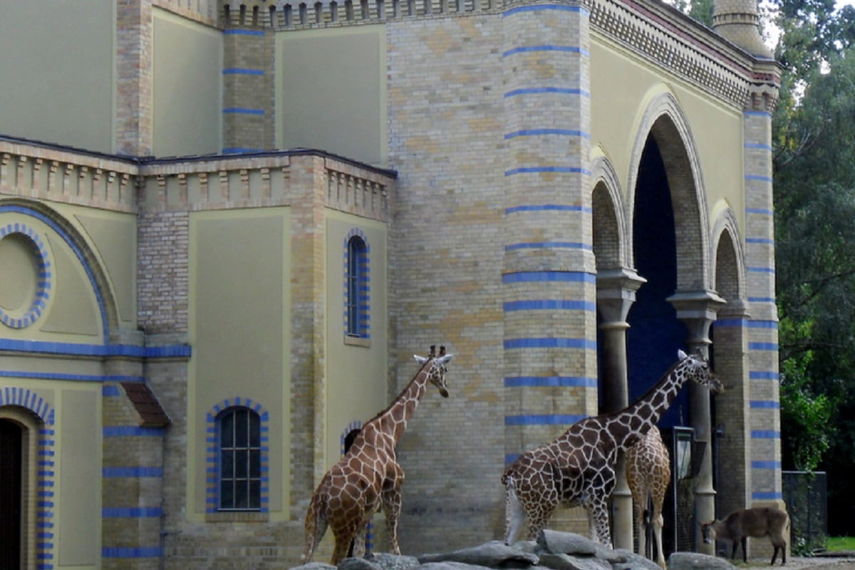 Girafes au Zoo de Berlin, Berlin-Charlottenbourg